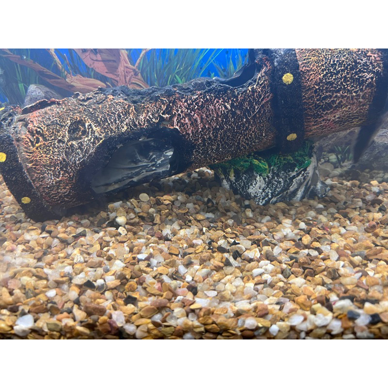 Cascalho De Rio Para Aquário Natural - 6 a 9 mm - LOJA BONSAI CAT em Oferta na Shopee