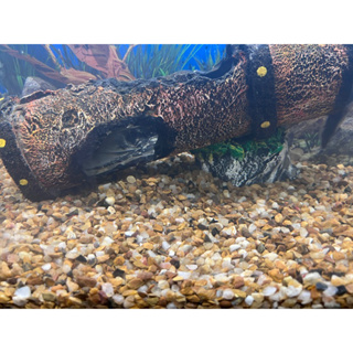 Cascalho De Rio Para Aquário Natural - 6 a 9 mm - LOJA BONSAI CAT em Oferta na Shopee