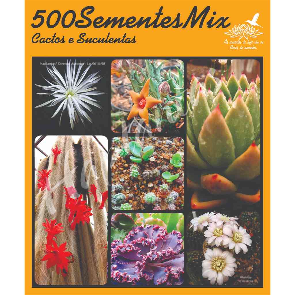 Sementes Cactos e suculentas Astrophytum, Lithops, Rabo de Macaco, Gymno, Mammillaria