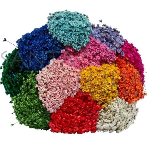 Sempre Viva Florzinha Natural e Desidratada  Buque de florzinha para decoração de ambientes. em Oferta na Shopee