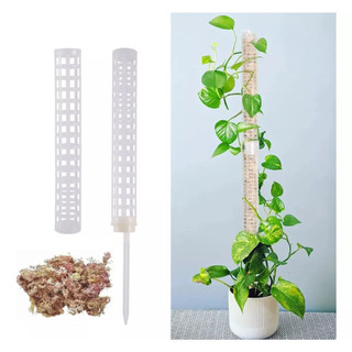 Suporte Tutor + Musgo Sphagnum Para Plantas Trepadeiras Jibóia Hera
