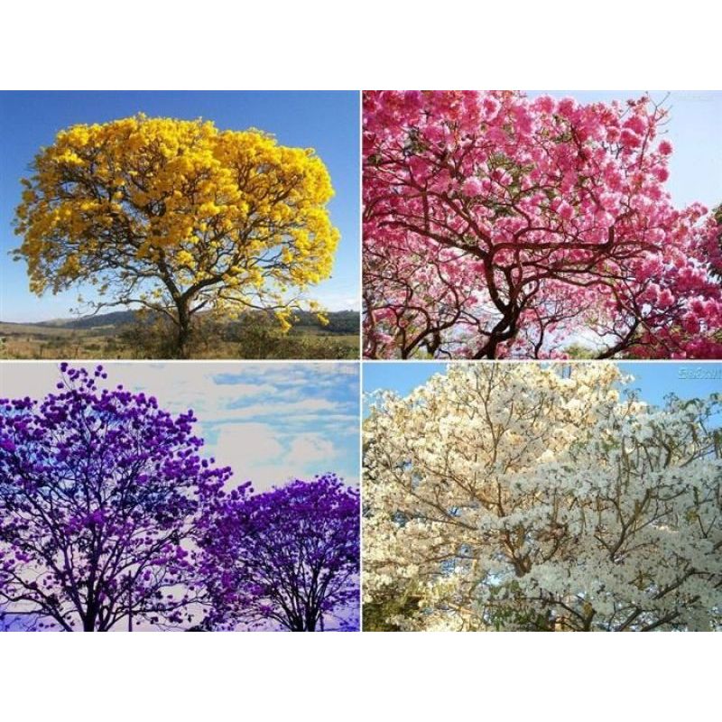 Pacote com 10 sementes de ipê-roxo da mata