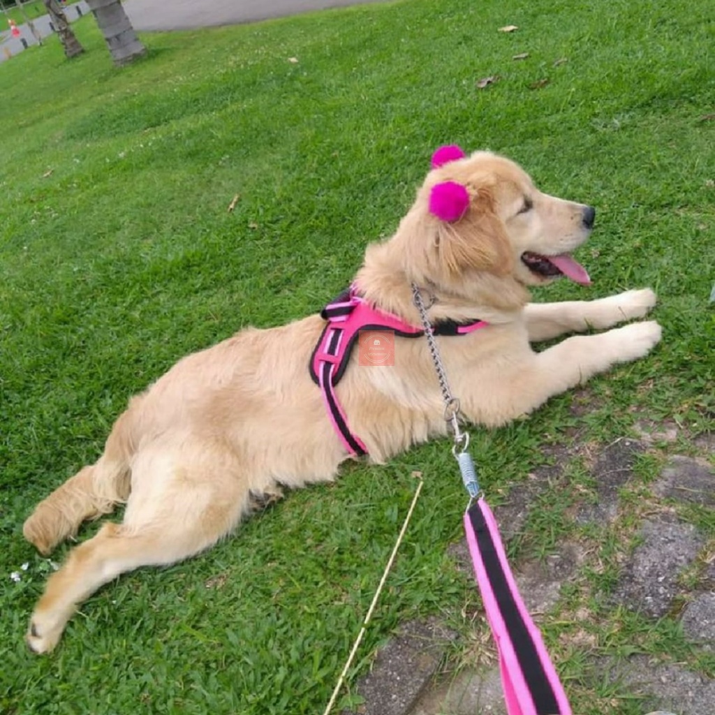 Peitoral Coleira Pitbul Pastor Alemão Golden Rottwheiller+ Guia Reforçado