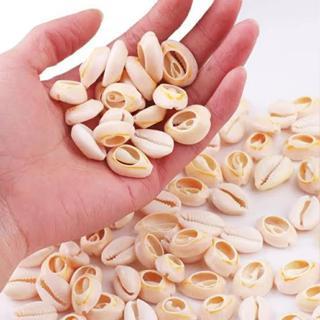 Búzio Natural Cortado Para Artesanato Varias Modelos Com 40 Unidades em Oferta na Shopee