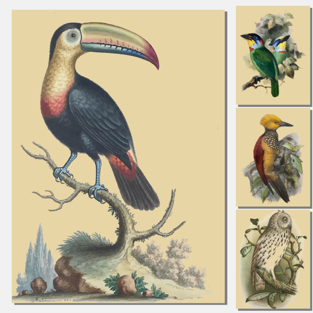 Kit 10 Posters Vintage Pássaros - Cartazes de Parede Tamanho A4 - Decoração animais pássaros livros