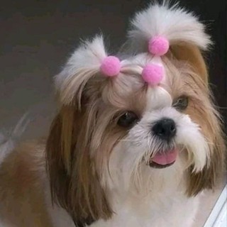 Kit 24 Xuxinha Pompom Colorida para Pet Banho e Tosa Elástico Rabicó Cachorro