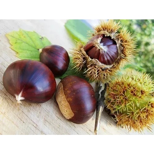 Castanha Portuguesa Safra Nova In Natura - 1 Kg