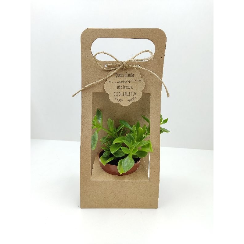 120 Embalagem Kraft para suculentas, cactos, vaso 6 com fita sisal