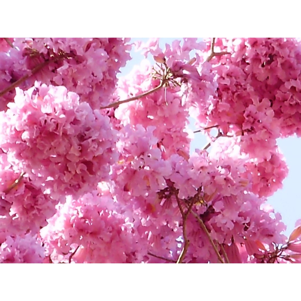 Bola Rosa Ou Ipê rosa a Árvores mais linda do mundo Tenha tapete rosa no seu jardim 20 sementes