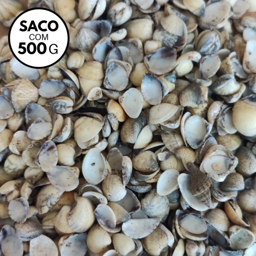 500g Conchas do Mar Conchinhas de Praia Conchas Naturais Conchas Marinhas Sururu para Artesanato Aquário