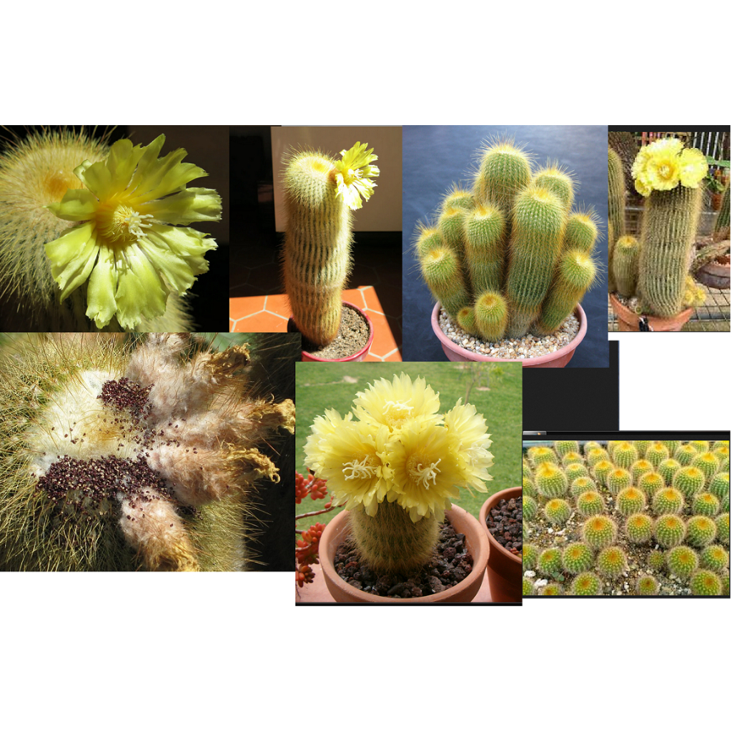 25 sementes cacto Parodia leninghausii