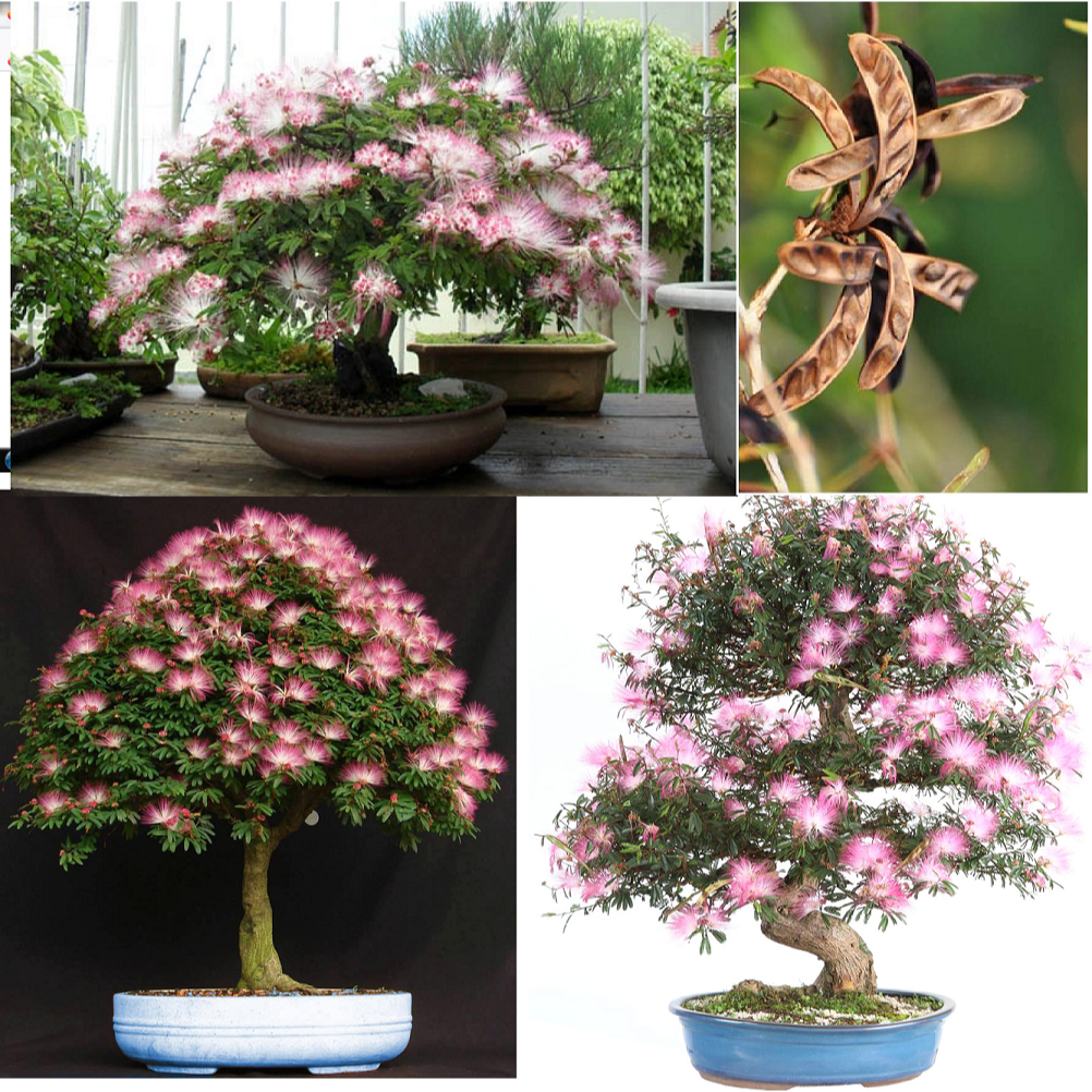 15 sementes caliandra rosa Calliandra parviflora Benth