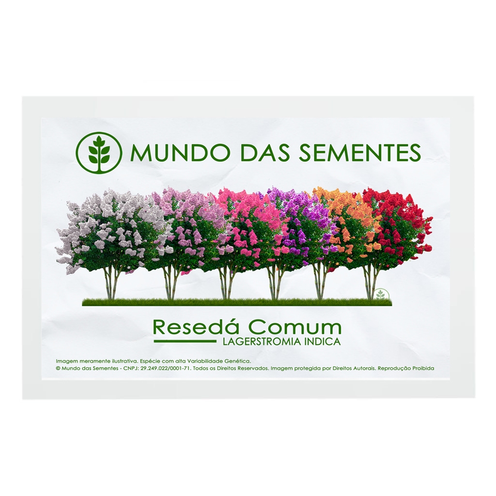 20 Sementes de Resedá Comum Sortido Lagestroemia indica | Verão | Premium | Mundo Das Sementes® em Oferta na Shopee