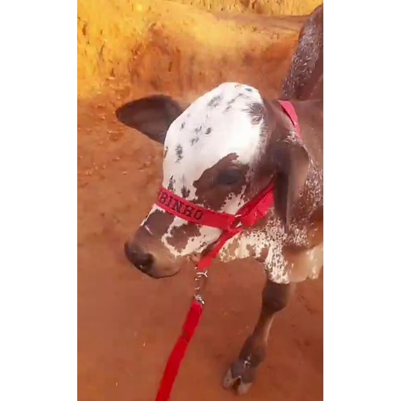 cabresto para bezerro  várias cores personalizado de fitas em Oferta na Shopee