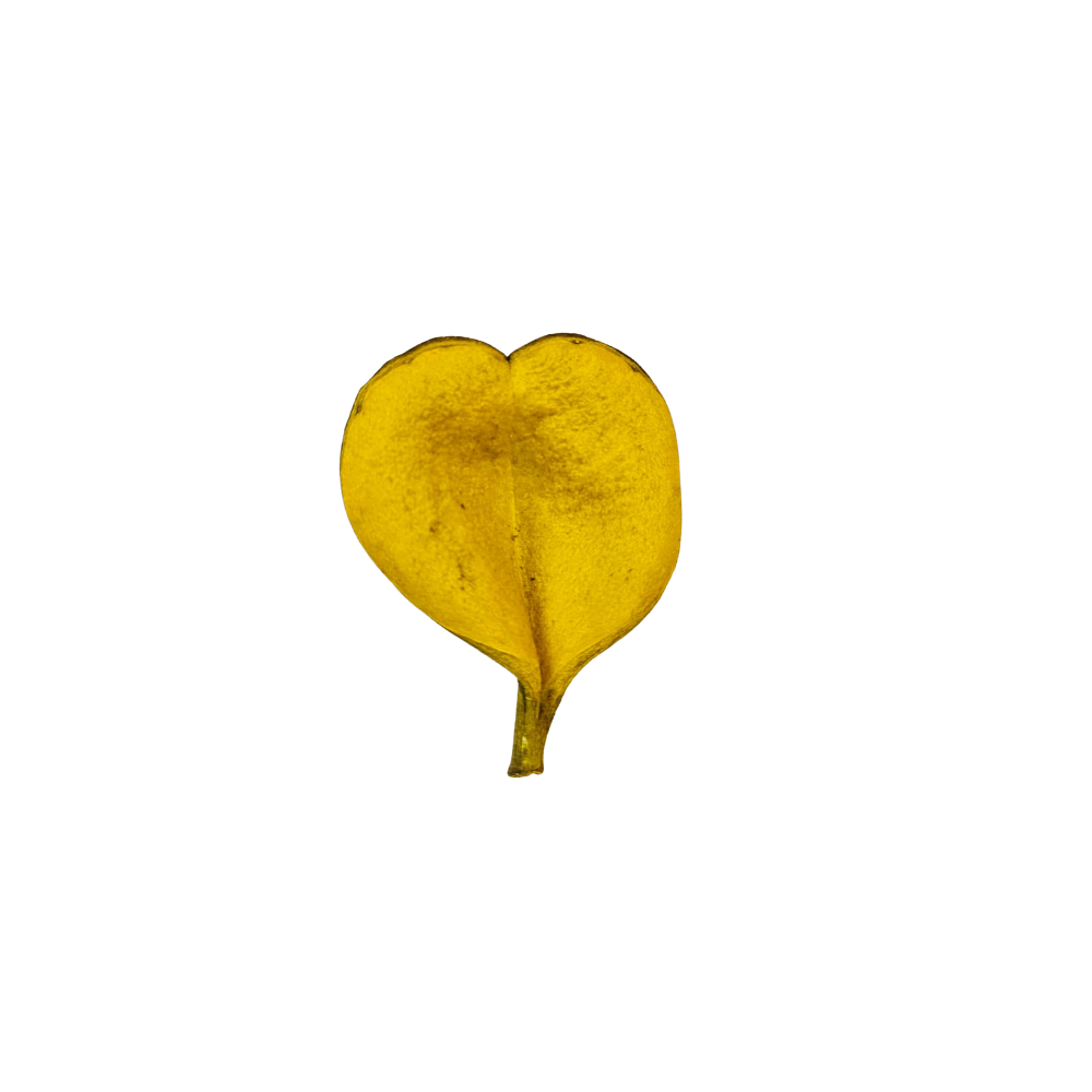 Fava De Oxum - Umbanda E Candomblé
