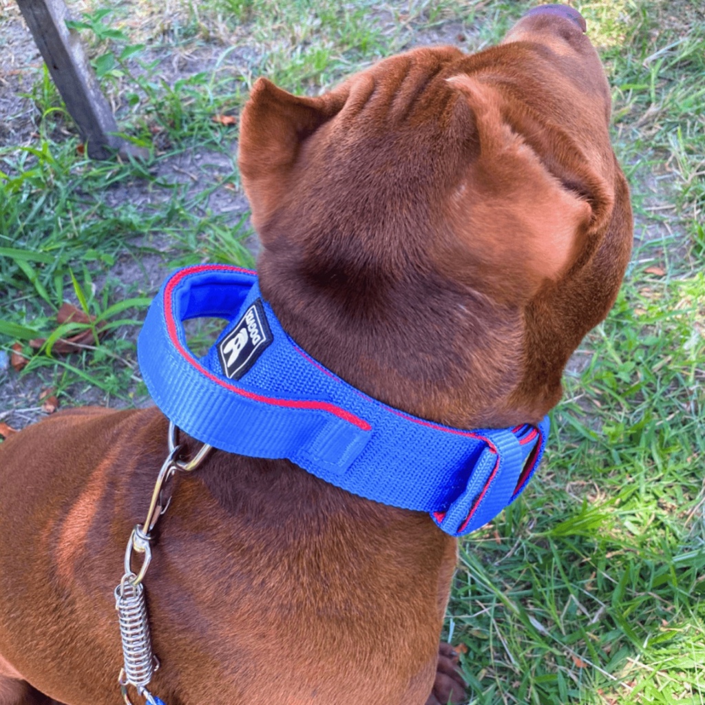 Coleira para Cachorro com Alça Tática Guia com Mola Pitbull Golden Retriver Samoieda Pastor Alemão em Oferta na Shopee