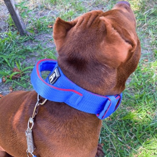 Coleira para Cachorro com Alça Tática Guia com Mola Pitbull Golden Retriver Samoieda Pastor Alemão em Oferta na Shopee