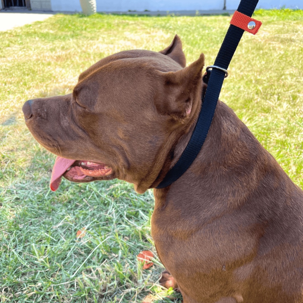 Guia Coleira Enforcador Unificado Pet Cão Pitbull para Passeios Adestramento