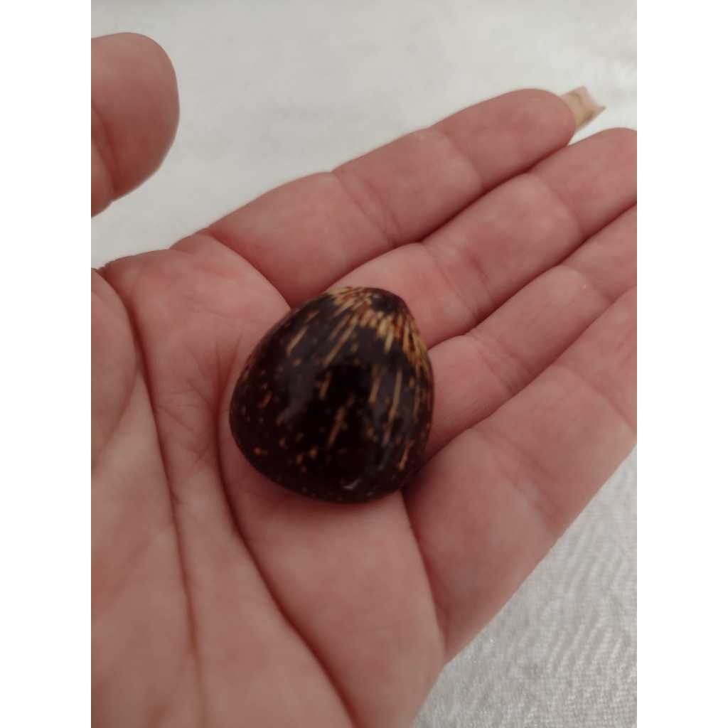 Pingente Coité de Coco p/ Guia de Baiano Umbanda / Candomblé FIO DE CONTAS