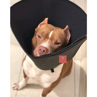 Colar Cirúrgico Cone Gatos E Cães Confortável Todos os Tamanhos em Oferta na Shopee