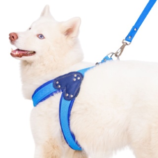 Border Terrier: Guia Completo e Onde Comprar | BuscaProdutos