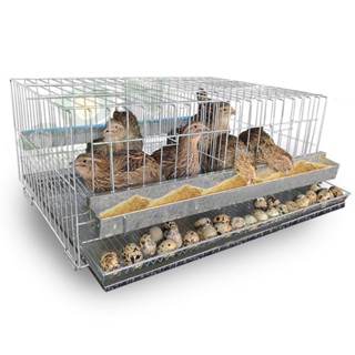 Gaiola Codorna Gigante Poedeira Viveiro Completo 2 Divisões 10 Aves em Oferta na Shopee