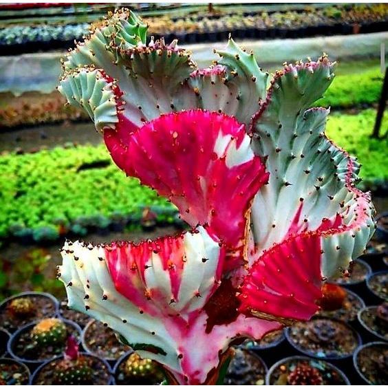 100 sementes cacto calda de coral com frete rápido pra fazer mudas