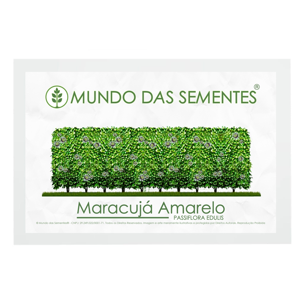 100 Sementes de Cerca Viva Maracujá Amarelo Passiflora Edulis | Premium | Mundo Das Sementes®