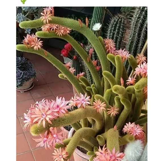 100 sementes de cactos raros flor rosa p9 pra  muda