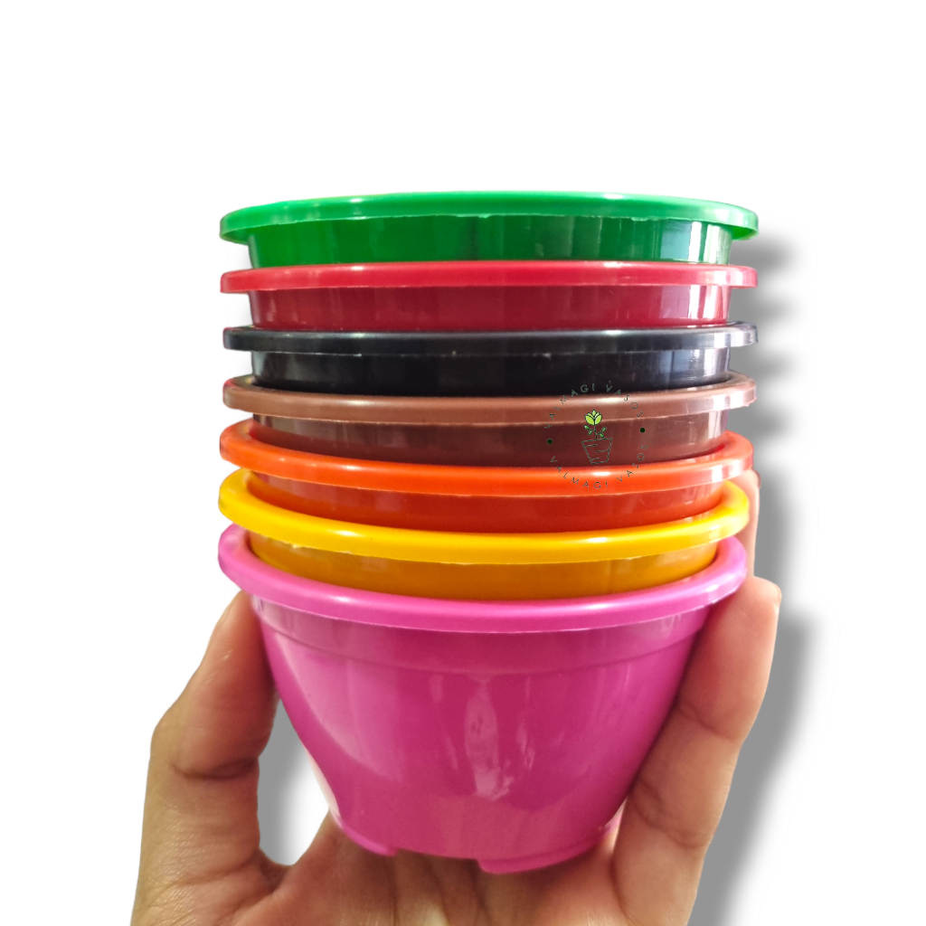 50 Mini Vasos Cuia 8 Pequena Mini Coloridas Suculentas Cactos Plantas