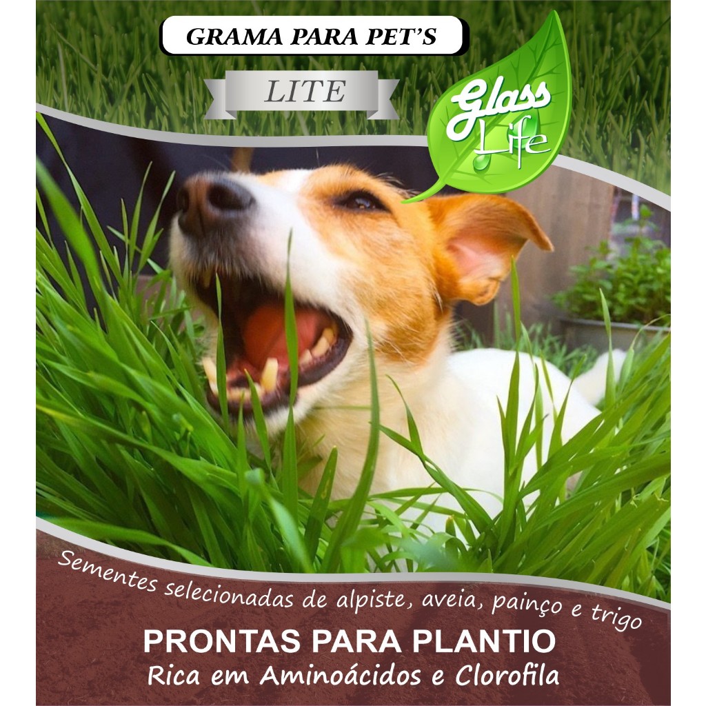 Sementes Graminha Natural Pets Cachorros Gatos – Regula Digestão Saudável Fortalece a Imunidade em Oferta na Shopee