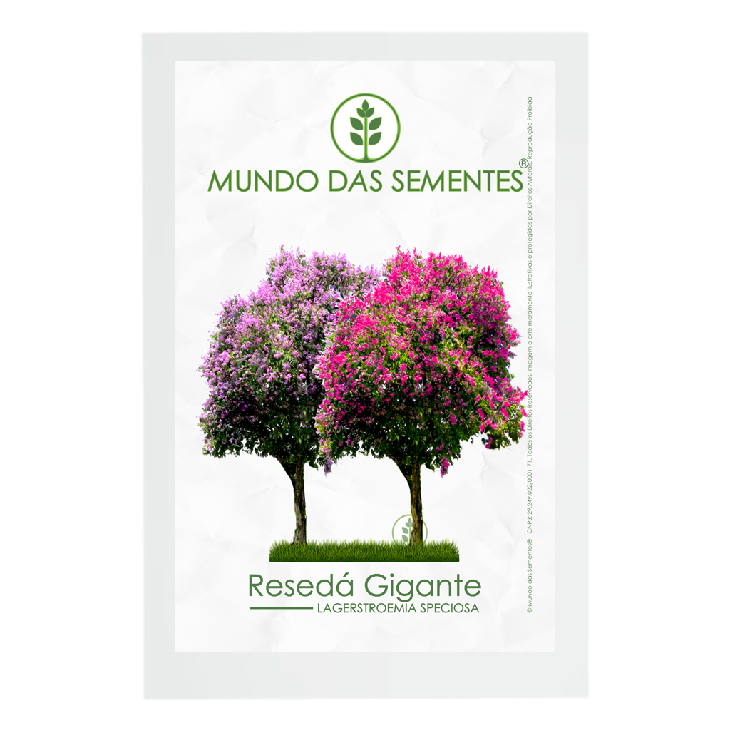 30 Sementes de Resedá Gigante Sortido Lagerstroemia speciosa | Premium | Mundo Das Sementes® em Oferta na Shopee