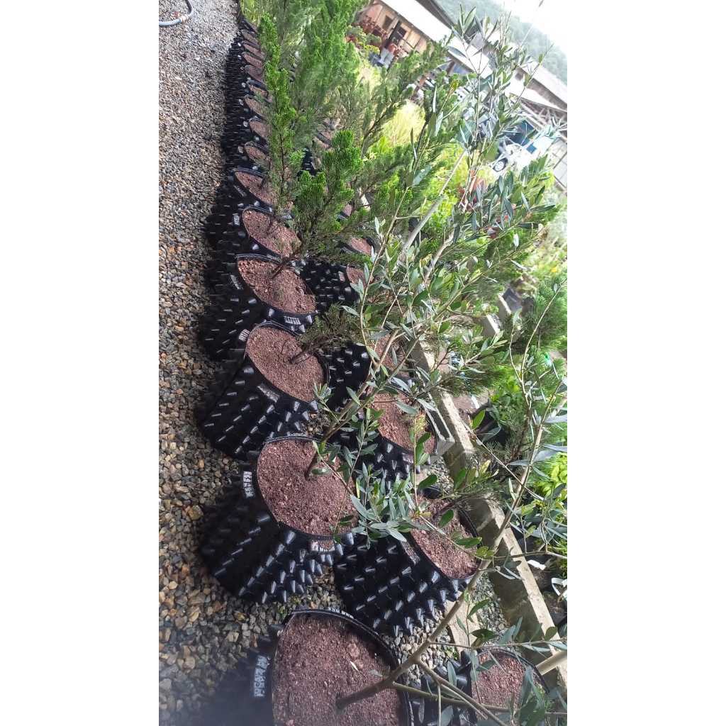 Vaso airpot para plantio de mudas árvores nativas potencializador de raízes