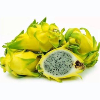 3 Mudas de Pitaya Amarela Golden Alto Fértil
