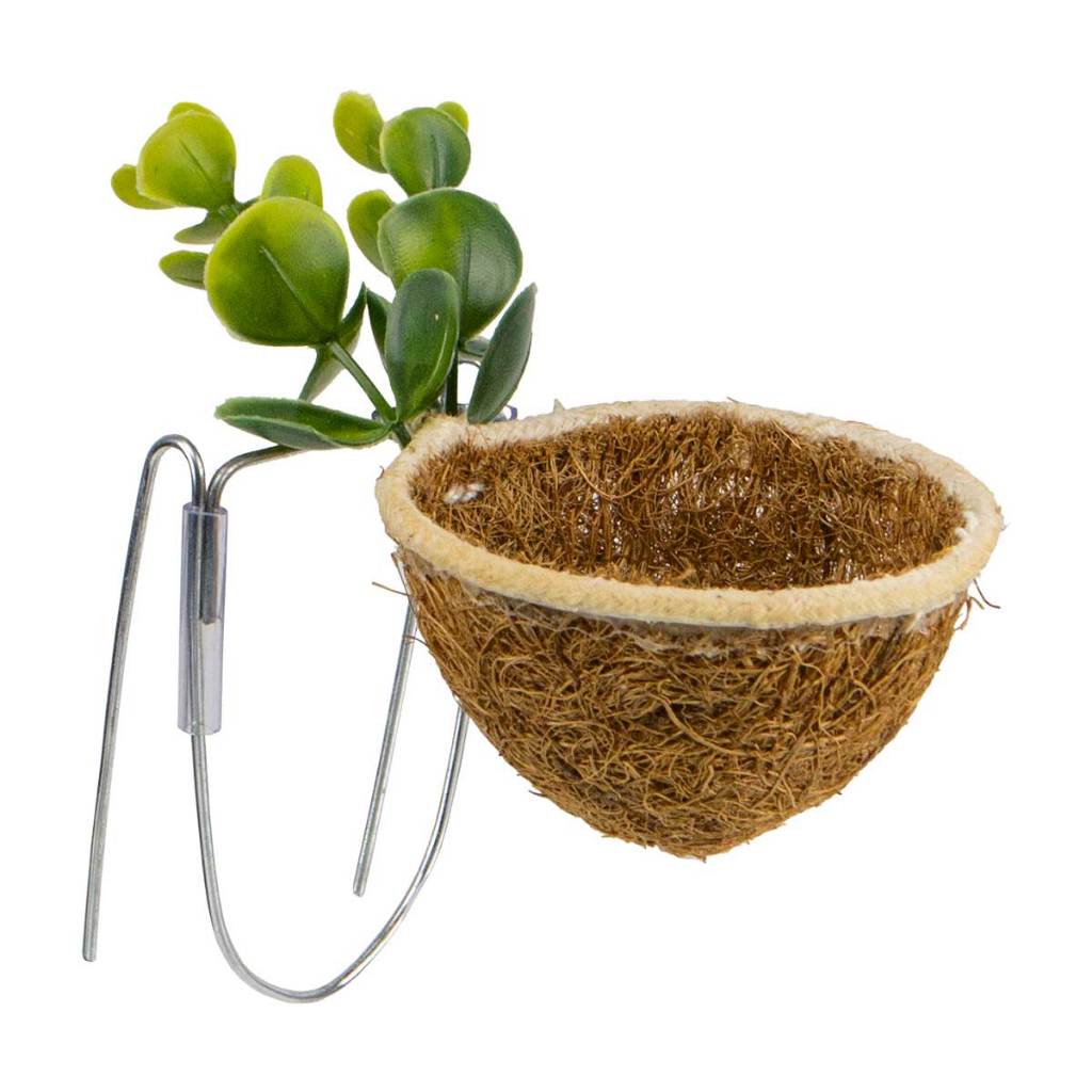 Bigodinho Fêmea: Onde Comprar | BuscaProdutos