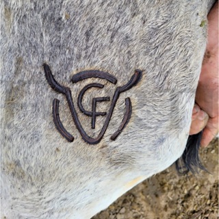 Ferro Marcador de Gado Em Aço Inox - Com sua Marca ( Desenhamos Gratis) em Oferta na Shopee