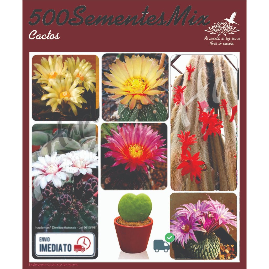 Kit 500 Sementes Cactos Astrophytum, Rabo de Macaco, Gymno, Mammillaria, Rabo de Macaco