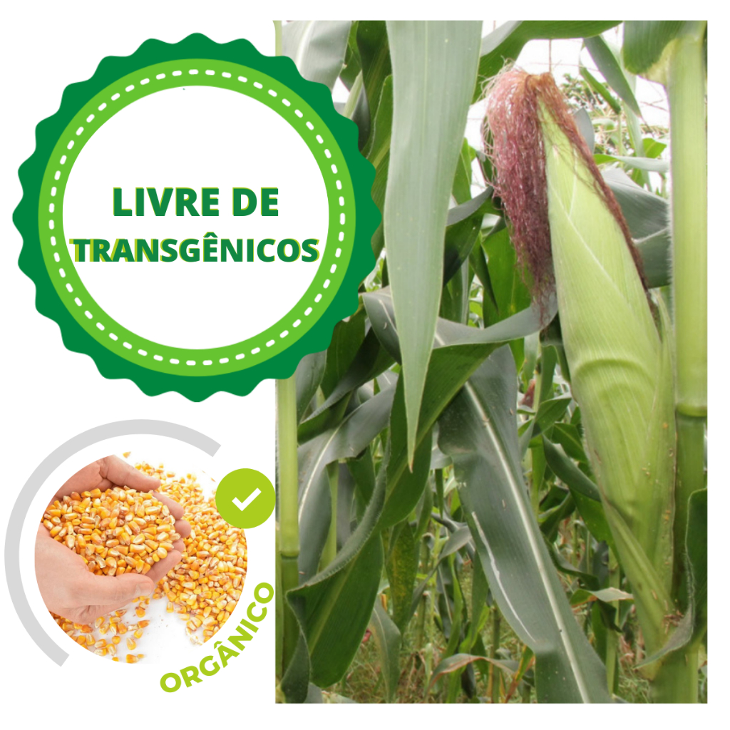 200 Sementes de milho Crioulo para Plantio, Não Transgênico, Orgânico em Oferta na Shopee