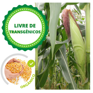 200 Sementes de milho Crioulo para Plantio, Não Transgênico, Orgânico em Oferta na Shopee