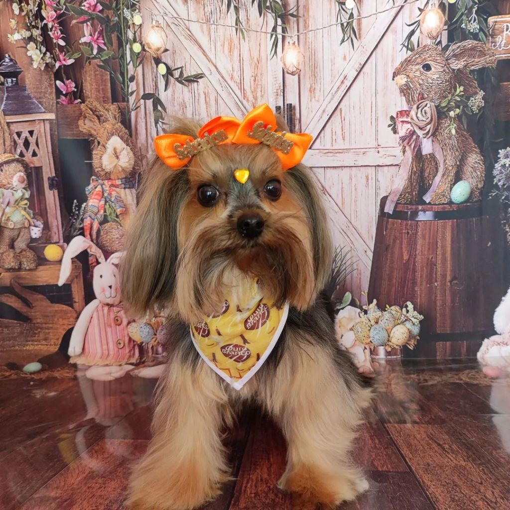 100 Bandanas Tamanhos P M G,15 P, 70 M, 15 G, Com Viés  Estampas Variadas Páscoa Pet Shop