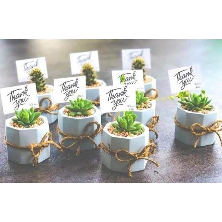 Plantinhas para Vasos Pequenos: Onde Comprar | BuscaProdutos