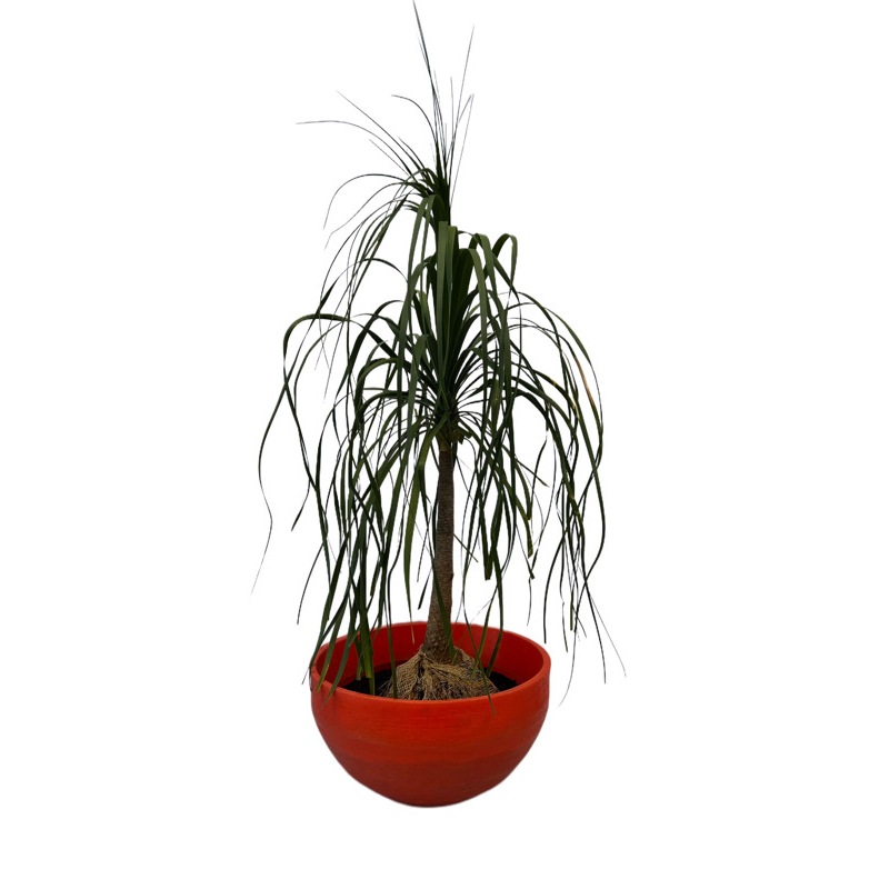 Vaso Plantar Pata de Elefante Zamioculca 60x30 Bacia Polietileno