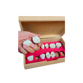 MACRO DENTE EM RESINA SUPER RESISTENTE