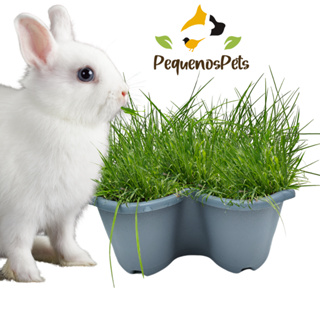 Kit Plantio de Graminha de Feno PequenosPets para Coelho e porquinho da índia, roedores e Calopsita em Oferta na Shopee