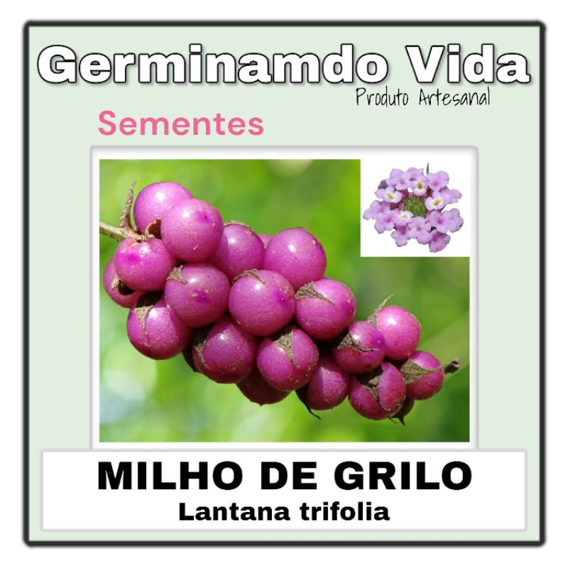 30 Sementes Fruta Milho De Grilo - C - Frutífera