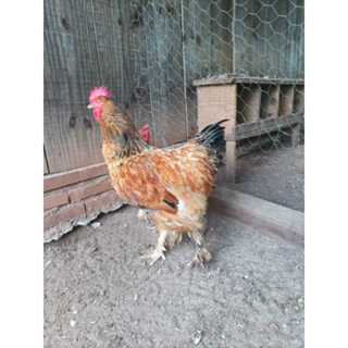 Ovos Galados Brahma 12 un