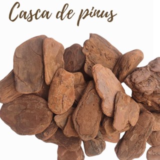 Casca de pinus, enriquecimento ambiental, roedores, hamster, gerbil, topolino
