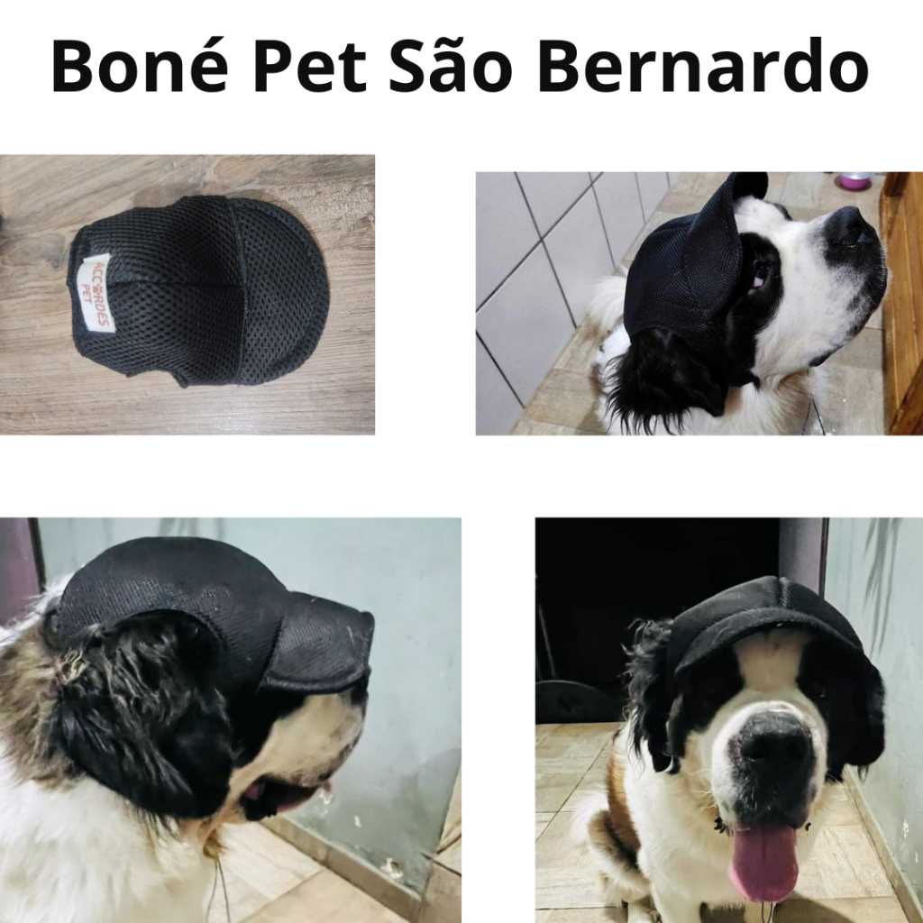 São Bernardo Raça: Onde Comprar | BuscaProdutos