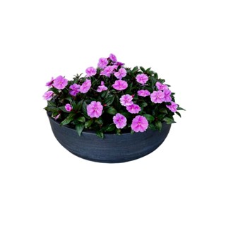Vaso Planta 55x20 Bacia Cuia Polietileno Leve e Resistente Plantar Horta Rosa do Deserto Zamioculca em Oferta na Shopee