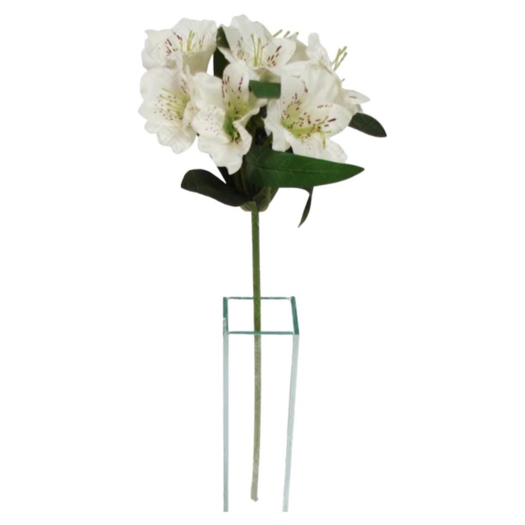 Astromélias Brancas: Onde Comprar | BuscaProdutos